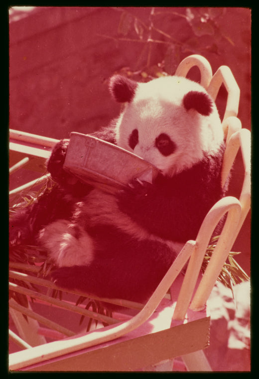 Slide of pandas