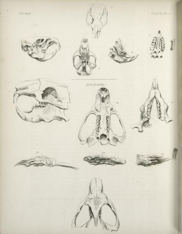 1-6. Geomys. ; 7-14. Aplodontia leporina.