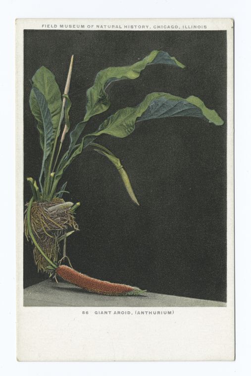 Giant Aroid (Anthurium), Field Museum of Natural History, Chicago, Illinois