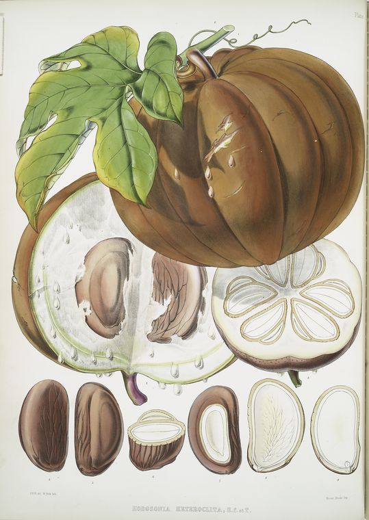Hodgsonia Heteroclita, H. f. et T. (Fruit)