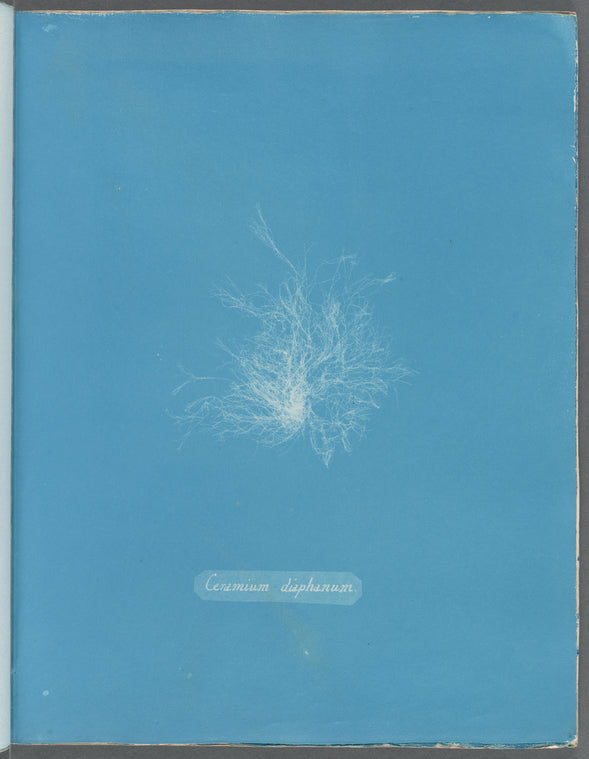 Ceramium diaphanum