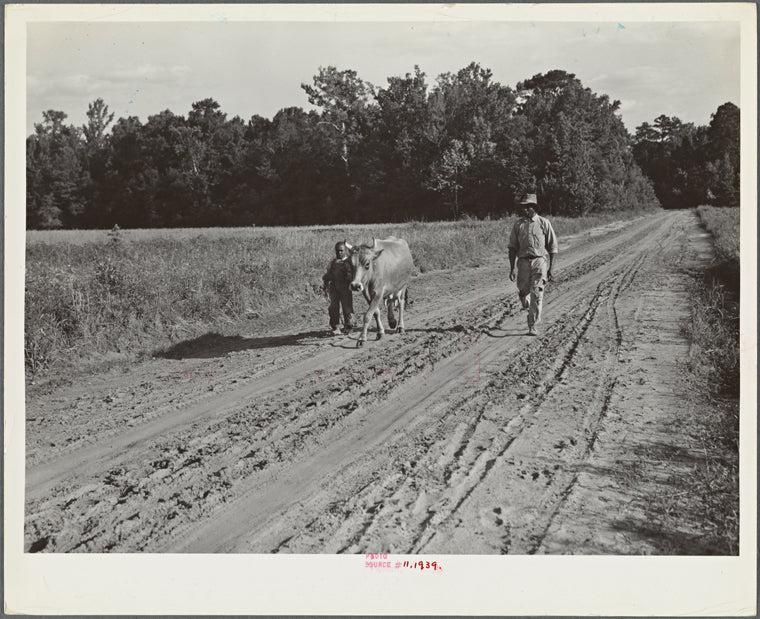 Manuel McLandon and his son bring his milk cow home from the pasture. Every family in Flint River has one or more. Flint River Farms, Georgia