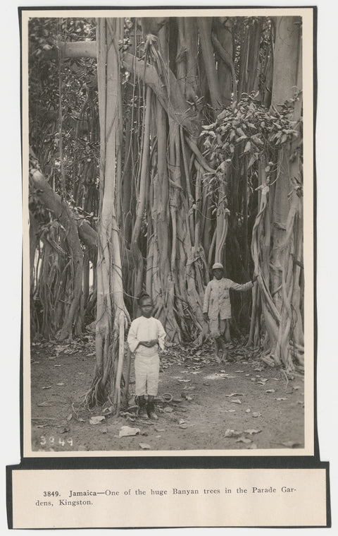 One of the huge Banyan trees in the Parade Gardens, Kingston, Jamaica
