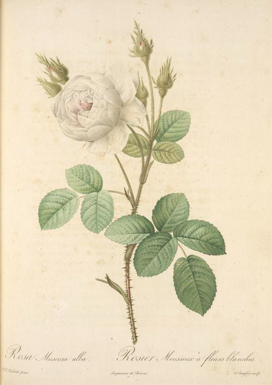 Rosa Muscosa Alba; Rosier mousseux a fleurs blanches