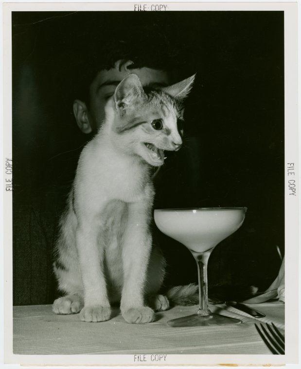 Restaurants - Cat with cocktail