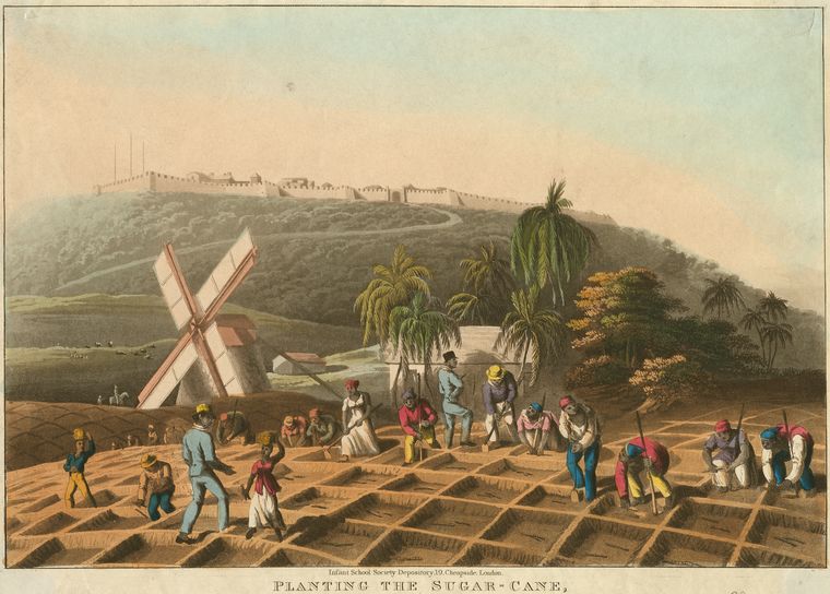 Planting the sugar-cane.