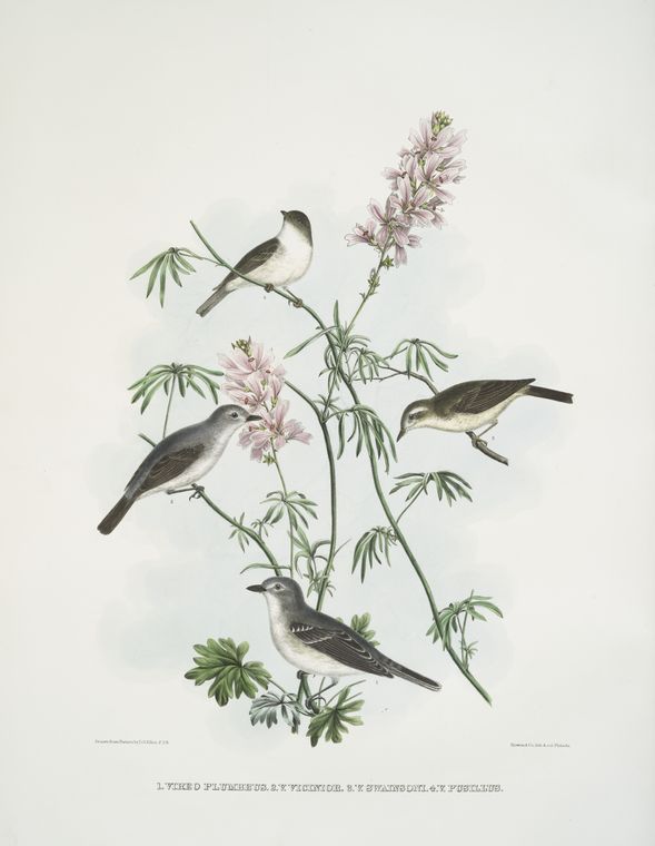 1. Vireo plumbeus, Lead-coloored Vireo; 2. Vireo vicinior, Coues' Vireo; 3. Vireo swainsoni, Swainson's Vireo; 4. Vireo pusillus, Little Vireo.