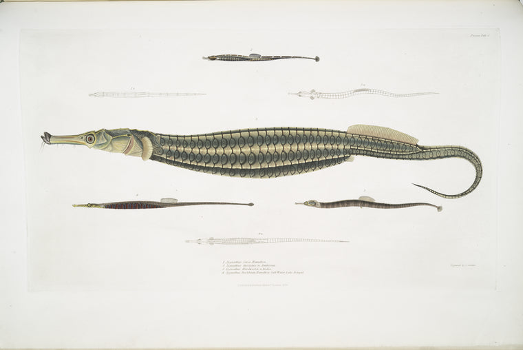 1. Carce Pipe Fish, Syngnathus Carce; 2. Banded Pipe Fish, Syngnathus faciatus; 3. Harwicke's Pipe Fish, Syngnathus Hardwickii; 4. Deokata Pipe Fish, Syngnathus Deocata.