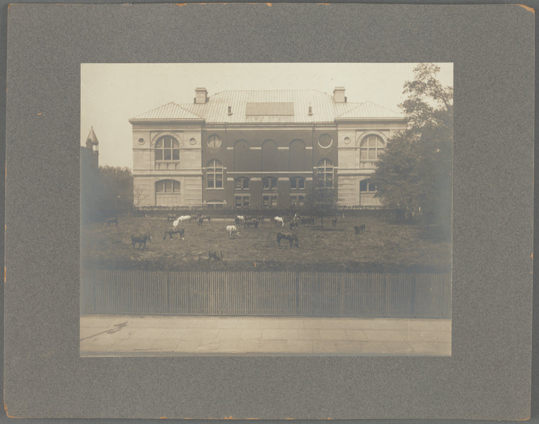 Field with horses beside Lenox Library