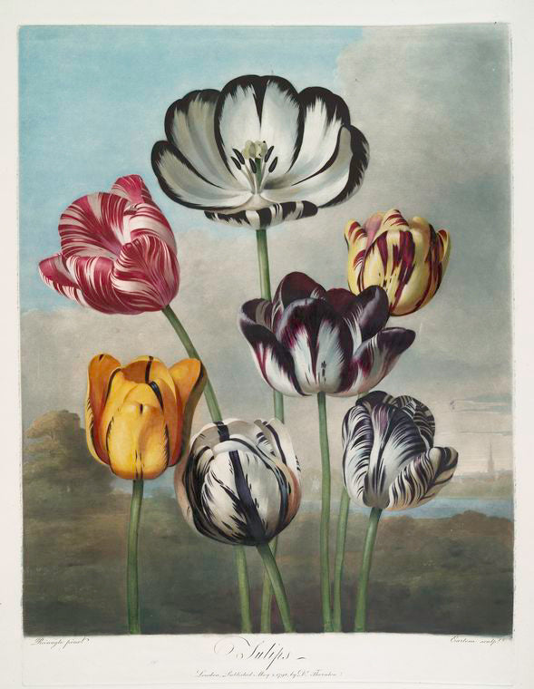 A group of tulips.