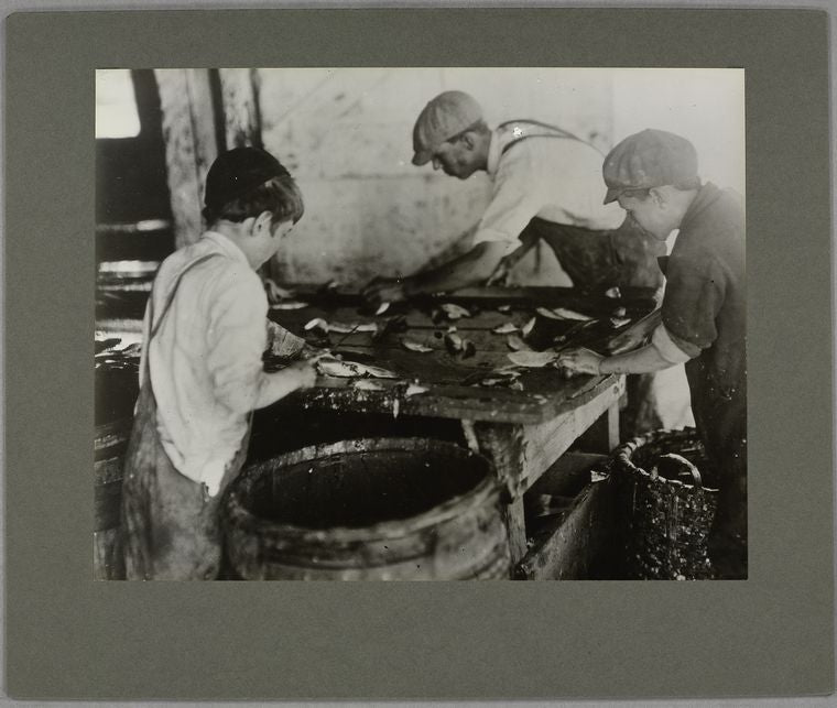 Boys cutting fish in a sardine cannery, August 1911