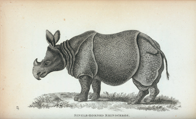 Single-horned Rhinoceros.