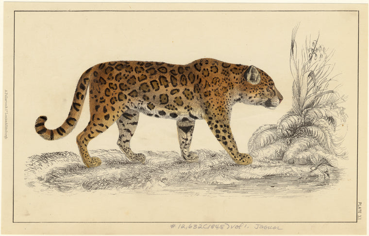 Jaguar