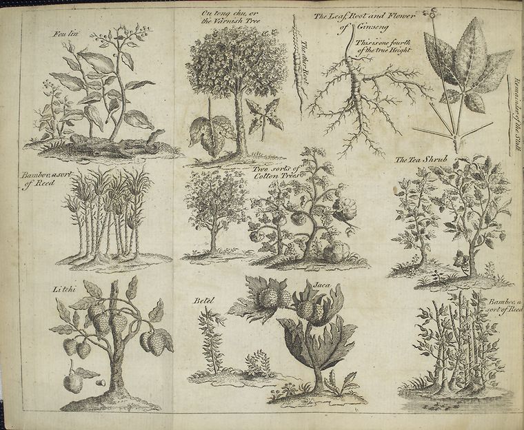 Fou lin; ou tong chu or the varnish tree; the leaf, root and flower of ginseng; bamboo, a sort of reed; two sorts of cotton trees; the tea shrub; li tchi; betel; jaca.