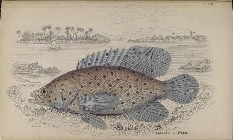 Serranus altivelis.