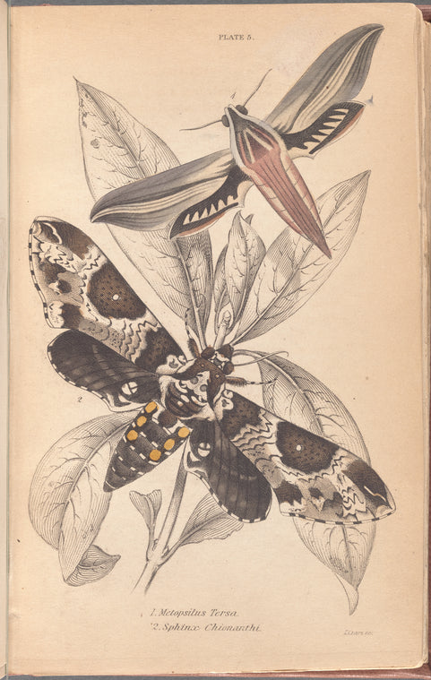 1. Metopsilus Tersa; 2. Sphinx Chionanthi