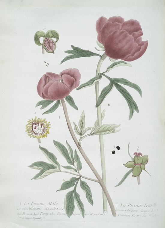 La Pivoine Mâle - La Pivoine Femelle.