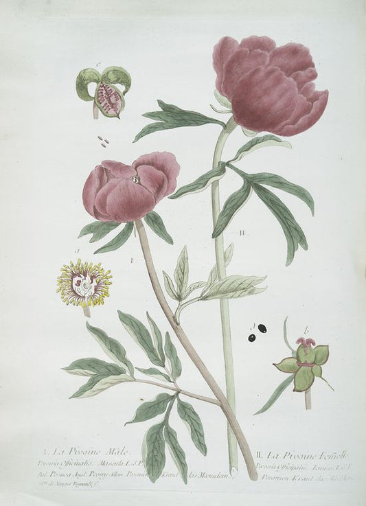 La Pivoine Mâle - La Pivoine Femelle.