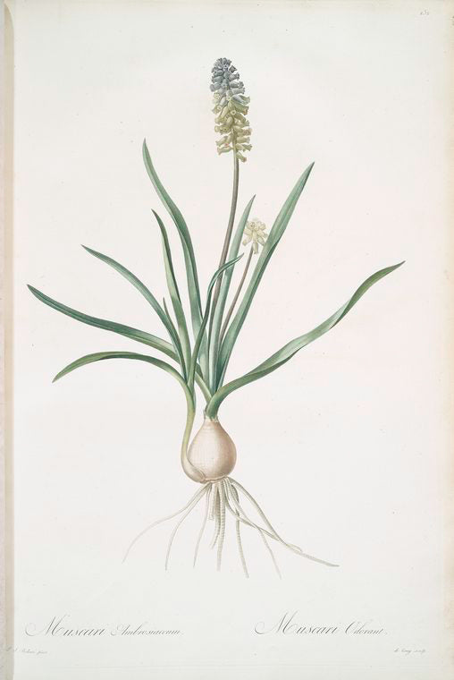 Muscari ambrosiacum