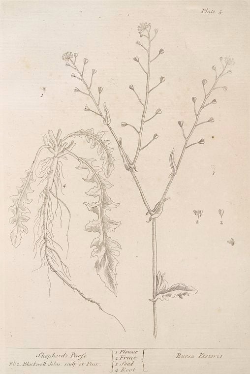 Shepherd's purse.