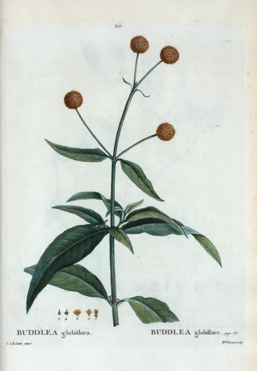 Buddlea globiflora = Buddlea globiflore.