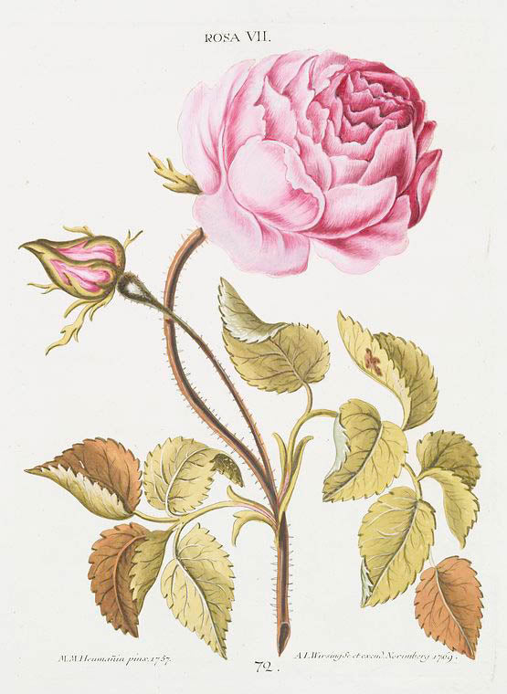 Rosa VIII. [Rose VIII]