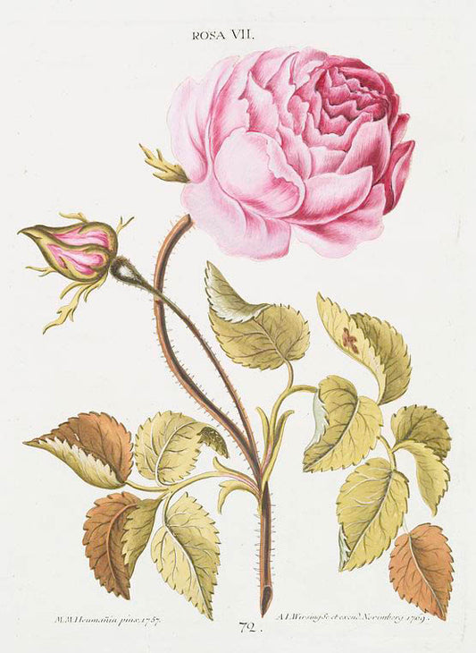 Rosa VIII. [Rose VIII]