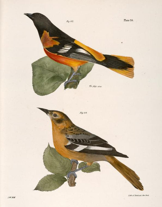 43. The Golden Oriole (Icterus baltimore). 44. Ditto, female.
