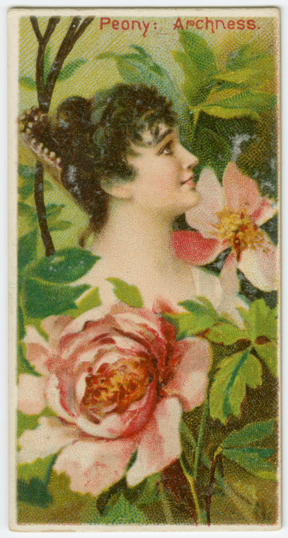 Peony, archness.