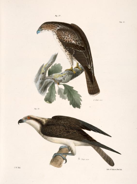 17. The Red-tailed Buzzard (Buteo borealis). 18. The Fish Hawk (Pandion carolinensis).