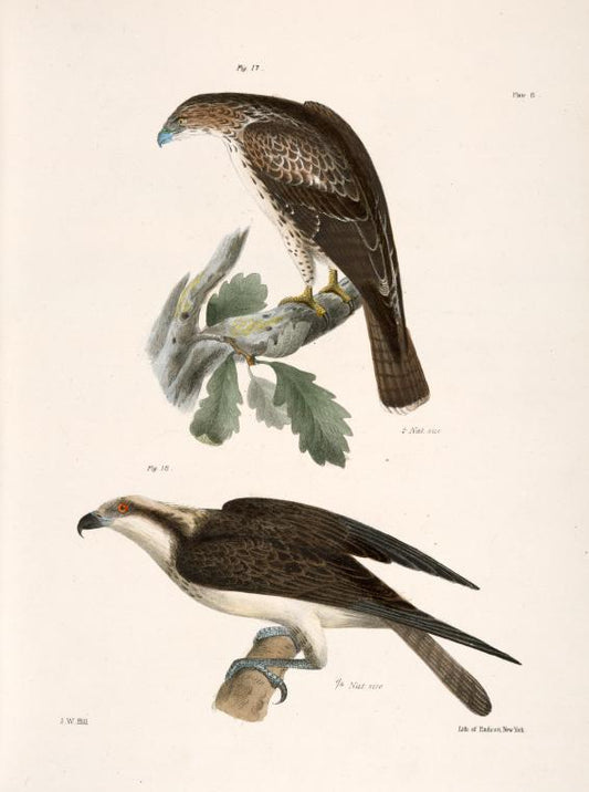 17. The Red-tailed Buzzard (Buteo borealis). 18. The Fish Hawk (Pandion carolinensis).