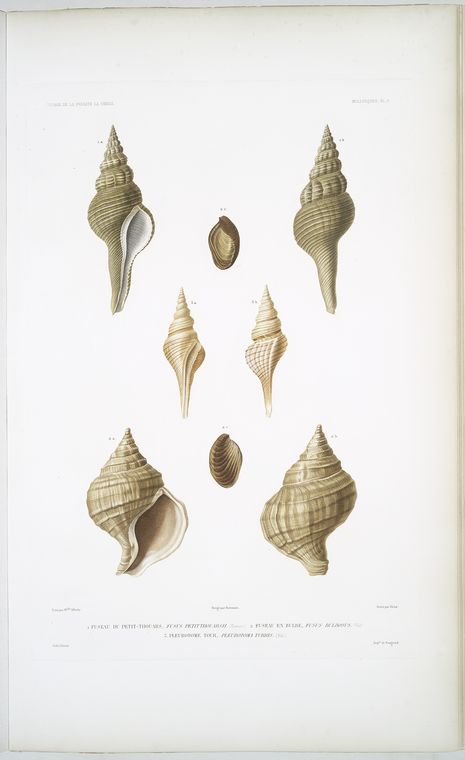 1. Fuseau de Petit-Thouars, Fusus petitthourasii; 2.  Fuseau en Bulbe, Fusus bulbosus; 3. Pleurotome tour, Pleurotoma turris.