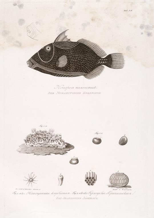Nosorog polosatyi. Fig.1 a,b,c. Zhivotsvietka klubchataia ; Fig.2 a,b,c,d,e. Gorlozubka brazil'skaia