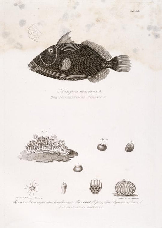 Nosorog polosatyi. Fig.1 a,b,c. Zhivotsvietka klubchataia ; Fig.2 a,b,c,d,e. Gorlozubka brazil'skaia