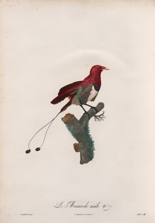 Le Manucode, mâle