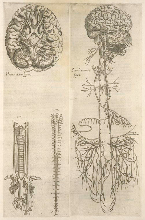 Prima neruorum figura -- Secunda neruorum figura. [Brain and cranial nerves]