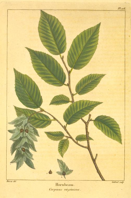 Hornbeam (Carpinus virginiana [Carpinus americana]).
