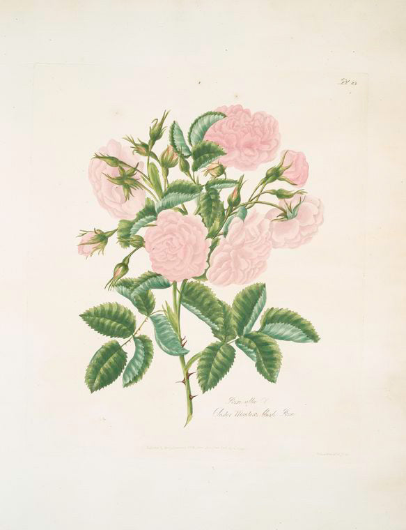 Rosa alba