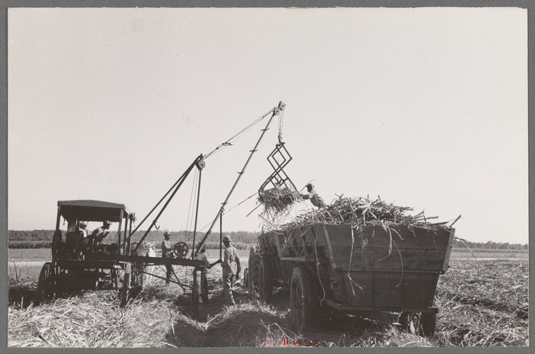 Loading sugarcane, Louisiana