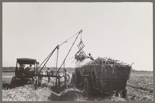 Loading sugarcane, Louisiana