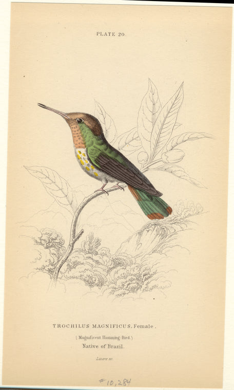 Trochilus magnificus, female (magnificent humming-bird)
