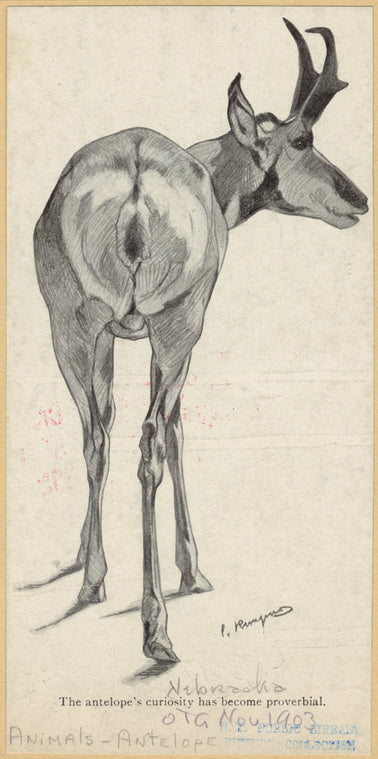 The antelope's curiosity has become proverbial
