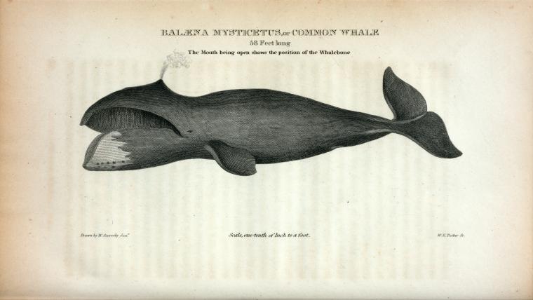 Balæna Mysticetus, or Common Whale, 58 Feet long. (The mouth being open shows the position of the Whalebone).