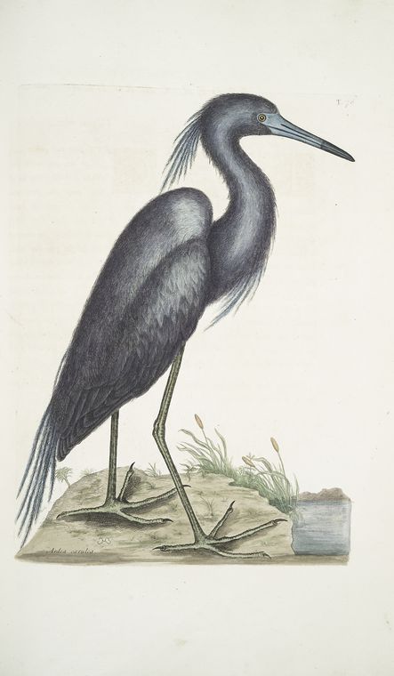 Ardea Cærulea, The blue Heron.