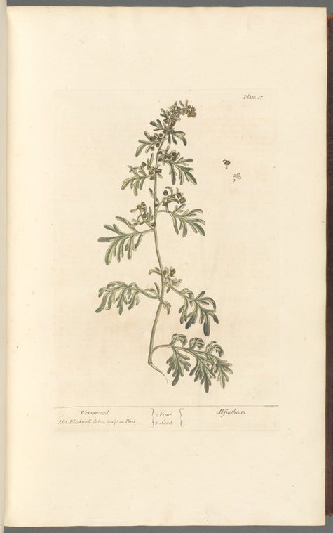 Wormwood