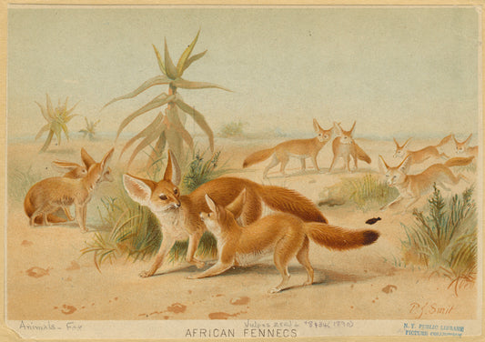African fennecs