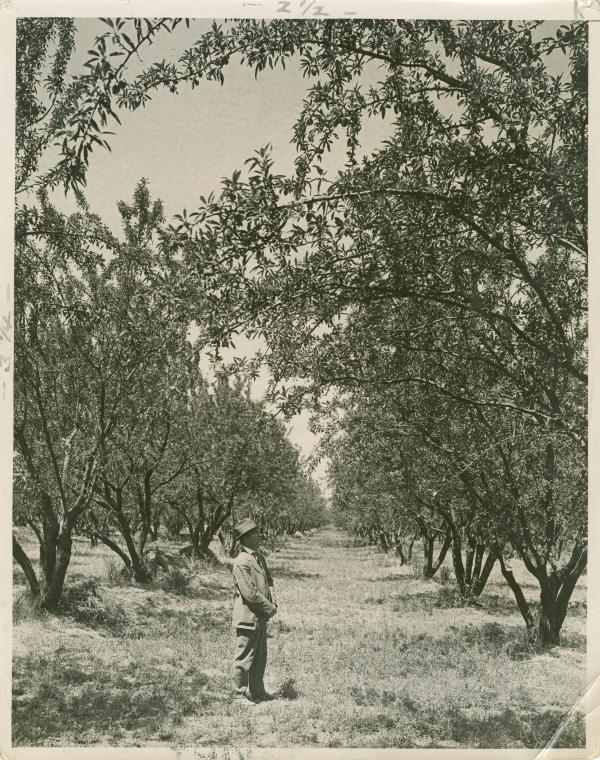 Almond Orchard in Southern California