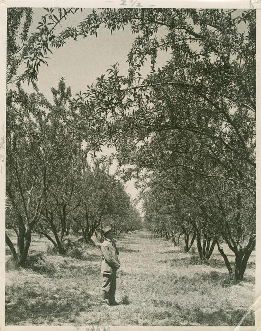Almond Orchard in Southern California