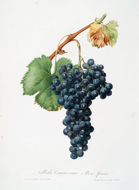 Nebbiolo Canavesano o, Uva Spana. [Vitis vinifera Pedemontana ; Grape Spanna or Nebbiolo grape]