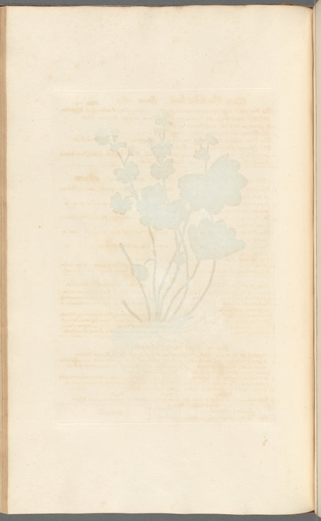 Ladies mantle